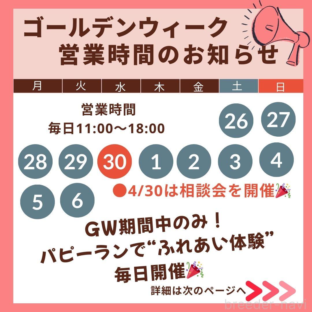 成約済の神奈川県のチワワ(スムースコート)-379628の3枚目